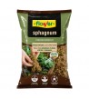 Sphagnum