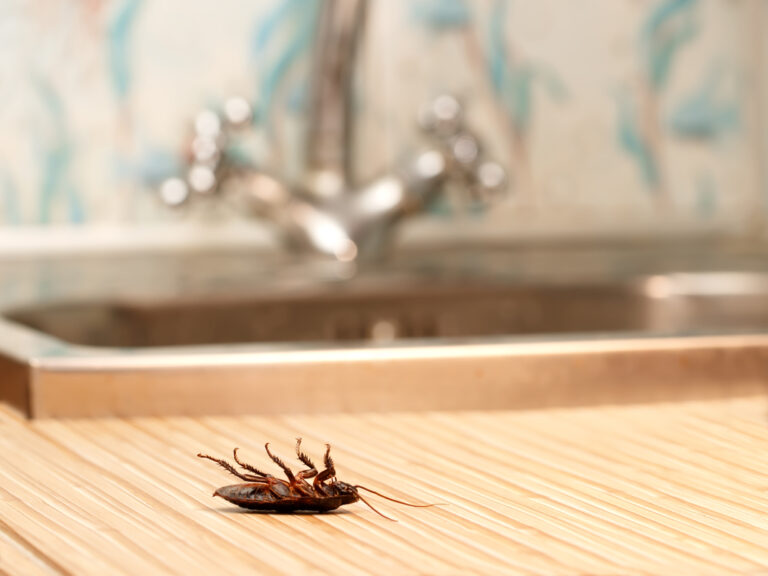 "Guía completa para el control efectivo de cucarachas: ¡Mantén tu hogar libre de estos indeseables insectos!"