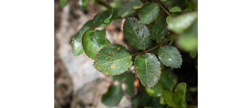 Plaga y remedios contra el mildiu en el huerto urbano